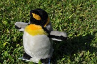 オーナー様の代わりにぬいぐるみがお墓参りに行きます